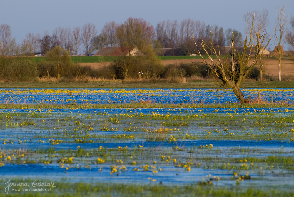 010_Biebrza - kwiecien 2009.jpg